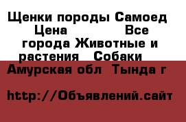 Щенки породы Самоед › Цена ­ 20 000 - Все города Животные и растения » Собаки   . Амурская обл.,Тында г.